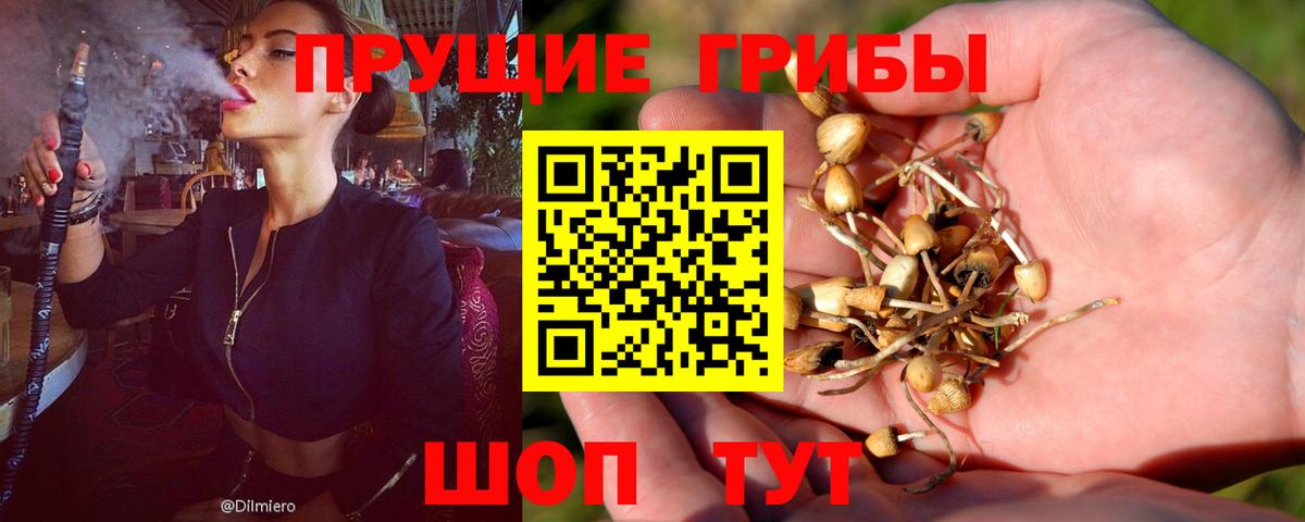 Галлюциногенные грибы Psilocybe  Вход с VPN  Котельники 